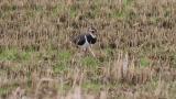Northern Lapwing, foraging and fluffing up