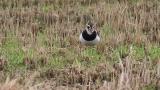 Northern Lapwing, foraging (frontal view)