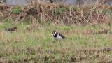 Northern Lapwings, foraging