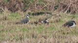 Northern Lapwings, preening and scratching