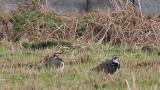 Northern Lapwings, preening