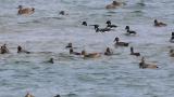 Brant Geese and ducks