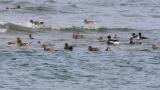Brant Geese and ducks