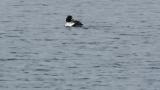 Common Goldeneye, preening