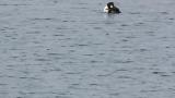 Common Goldeneye, preening and scratching