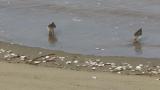 Foraging Dunlins