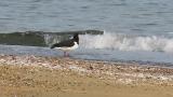 Eurasian Oystercatcher, foraging