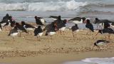 Eurasian Oystercatchers