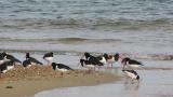 Eurasian Oystercatchers, walking