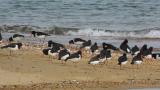 Eurasian Oystercatchers, walking