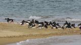 Eurasian Oystercatchers
