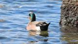 American Wigeon