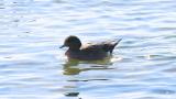 American Wigeon, calling