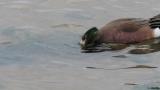 American wigeon, foraging