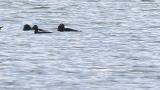 Stejneger's Scoters