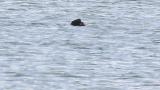 Stejneger's Scoter, preening