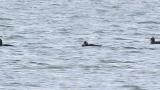 Stejneger's Scoters