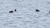 Stejneger's Scoters, wing flapping