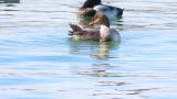 Red-breasted Merganser, preening and bathing