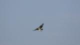 Western Osprey carrying fish