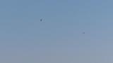 Two Western Ospreys in flight