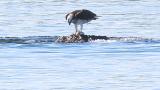 Western Osprey eating fish