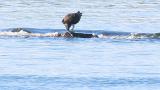 Western Osprey eating fish