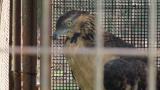 Crested Honey Buzzard in Himeji City Zoo, hesitation at the bath