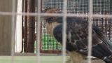 Crested Honey Buzzard in Himeji City Zoo, hesitation at the bath