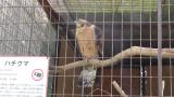 Crested Honey Buzzard in Himeji City Zoo, preening after bathing