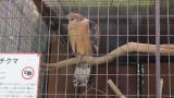 Crested Honey Buzzard in Himeji City Zoo, preening after bathing