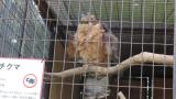 Crested Honey Buzzard in Himeji City Zoo fluffed up after bathing