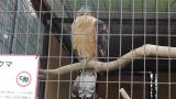 Crested Honey Buzzard in Himeji City Zoo, preening after bathing