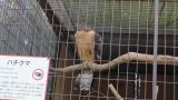 Crested Honey Buzzard in Himeji City Zoo, preening after bathing