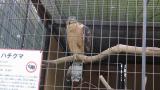 Crested Honey Buzzard in Himeji City Zoo, preening and fluffing up after bathing