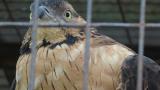 Crested Honey Buzzard in Himeji City Zoo, close up after bathing