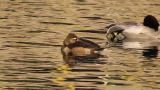 Female Ring-necked Duck resting on the water