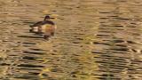 Female Ring-necked Duck resting on the water