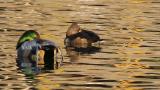 Female Ring-necked Duck resting on the water with Falcated Duck