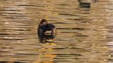 Female Ring-necked Duck resting on the water