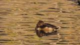 Female Ring-necked Duck drinking water
