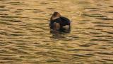 Female Ring-necked Duck resting on the water