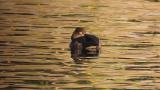 Female Ring-necked Duck resting on the water, some preening