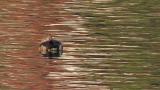 Female Ring-necked Duck resting on the water, some preening