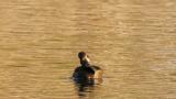 Female Ring-necked Duck, preening