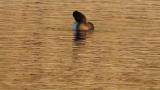 Female Ring-necked Duck, preening