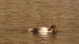 Female Ring-necked Duck, preening and diving