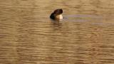 Female Ring-necked Duck, preening