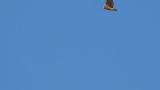 Short-eared Owl flying in broad daylight