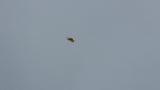 Short-eared Owl flying in broad daylight